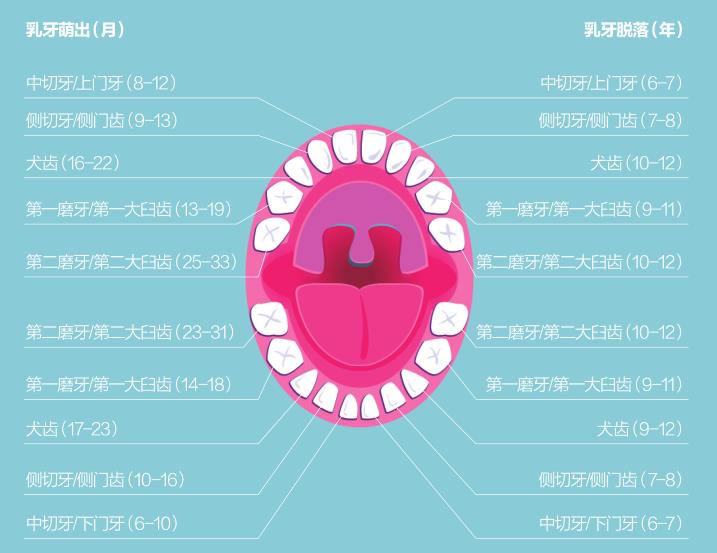 美国专家:6个关于乳牙的误解